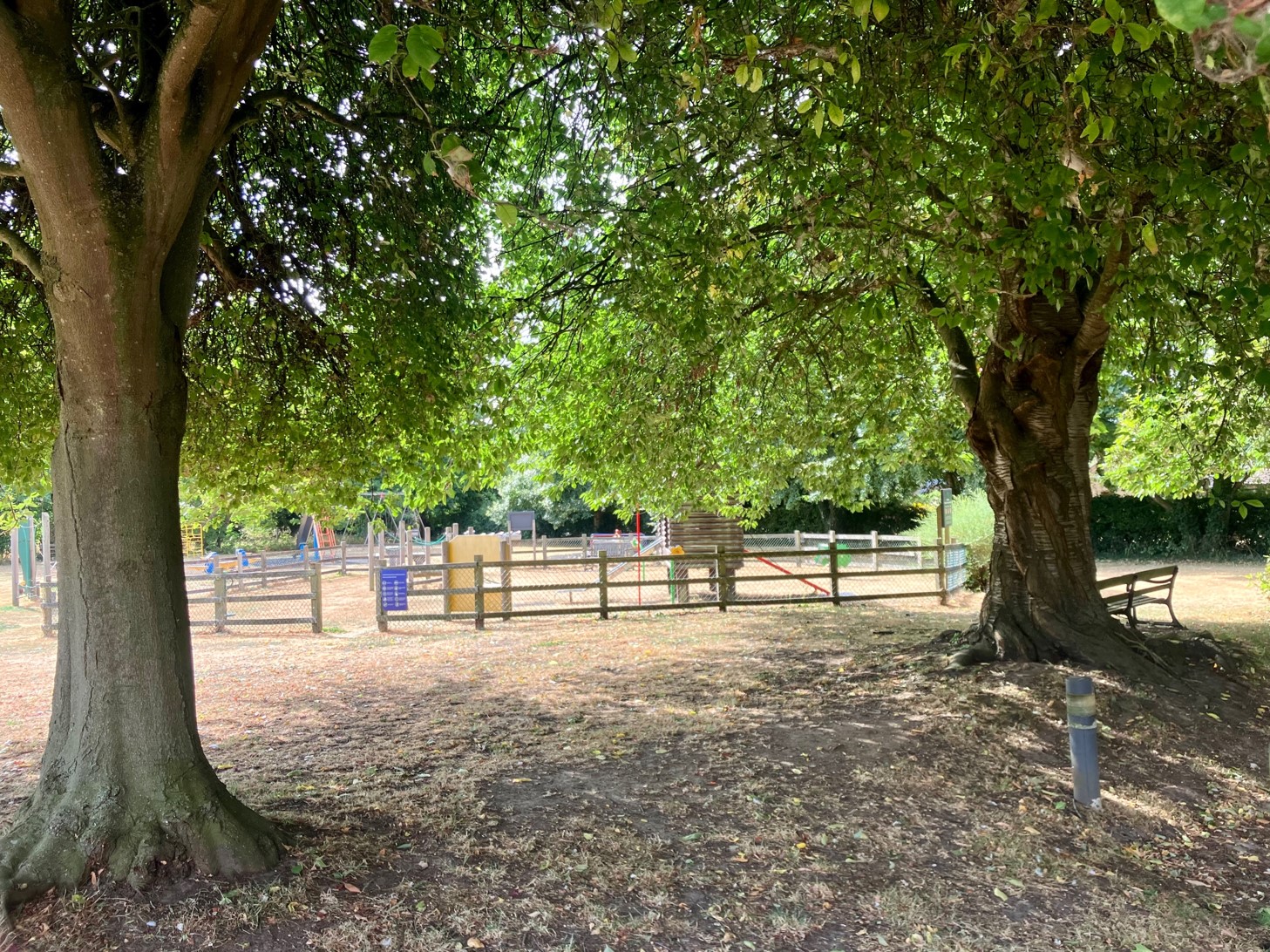 Trees with fence