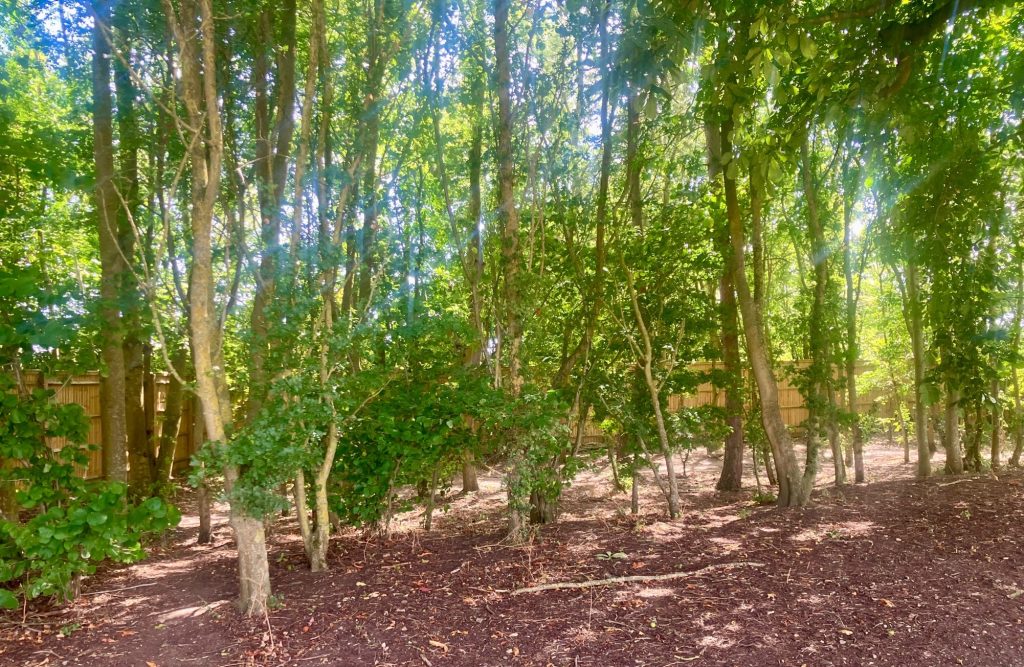 Woodland