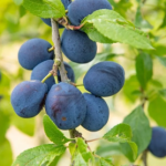Damson Fruit