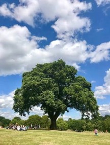 Oak Tree