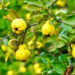 Quince Fruit
